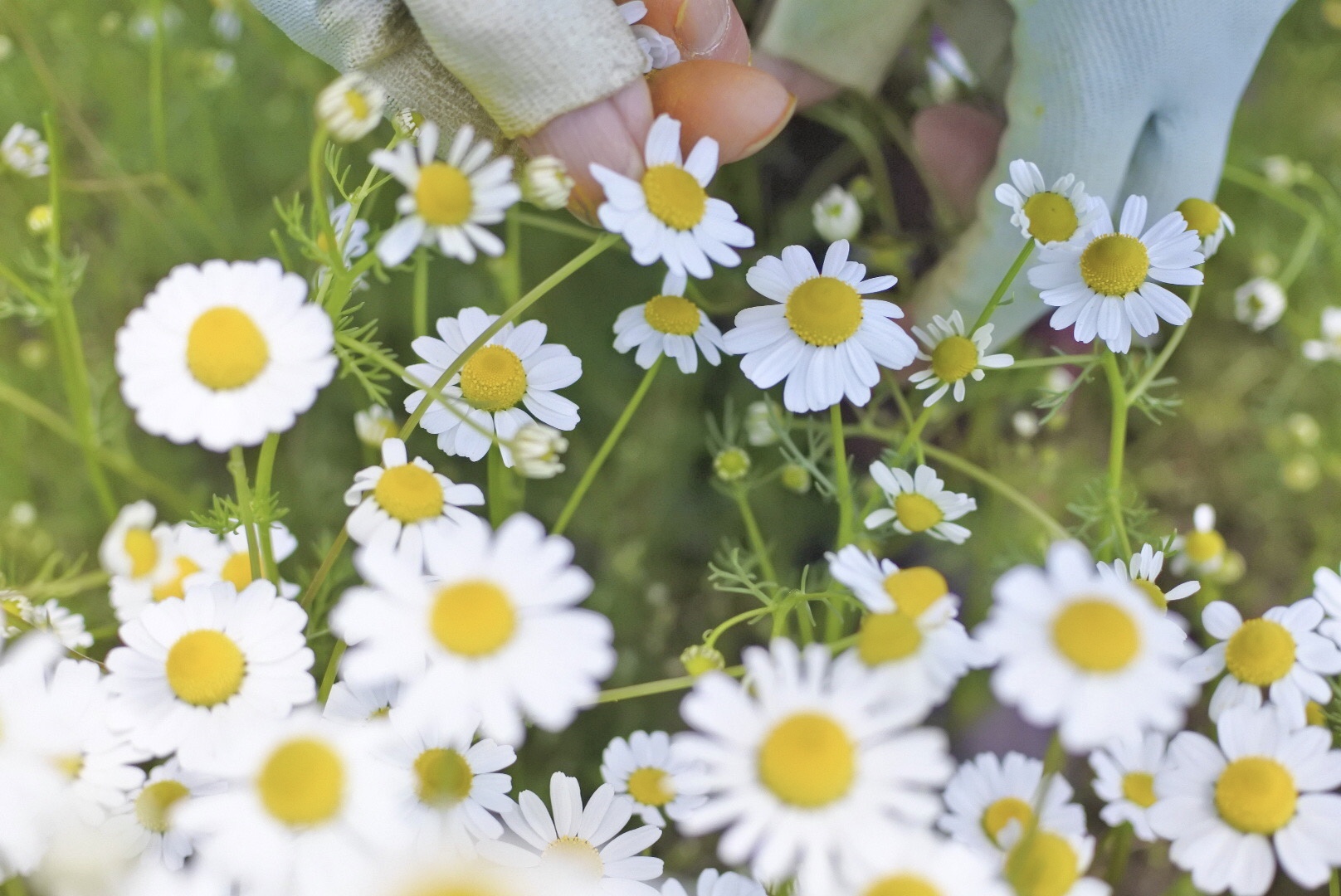 春に満開を迎えたカモミールの花芽をひとつひとつ手摘みで収穫し、天日でじっくりと乾燥させています。国産ならではのすっきりとした香りと甘みのある上品な味わいを、ぜひお楽しみください。
ティーバッグは、土に還る生分解性の高いトウモロコシ由来の天然繊維を採用しています。